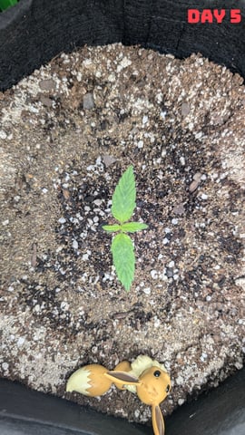 Strawberry Cheesecake Seedsman Seeds Autoflowers x2 — seedling_rooting, day 8