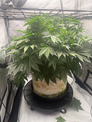 tropickle — vegetative, day 36