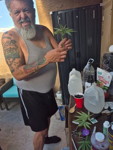 new strain — vegetative, day 12