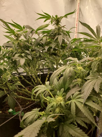 Banana Purple Punch & Rainbow Showers — flower, day 73