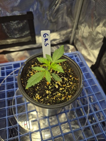 Grow 1 2026 Gelato Rainbow Sherbert  — seedling_rooting, day 2