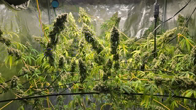 Big Momma Blue Dream  — flower, day 54