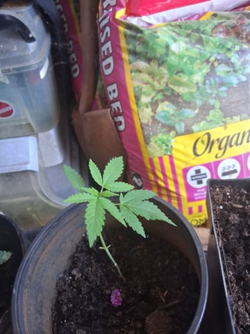 dustin plants — germination, day 5