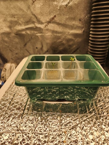 Wedding Cake Auto — seedling_rooting, day 10