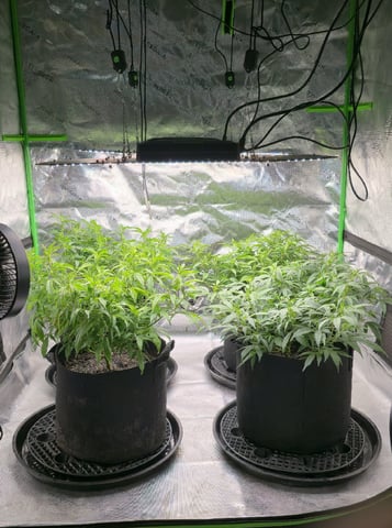 SBJ Clones — flower, day 62