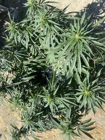 Solfire Gardens Grow — flower, day 112