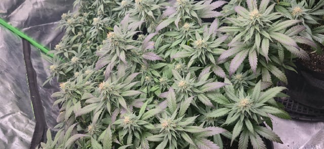 SBJ Clones — flower, day 100