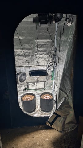 Grow 1 — germination, day 6