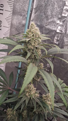 Experimental DIY Run — flower, day 16