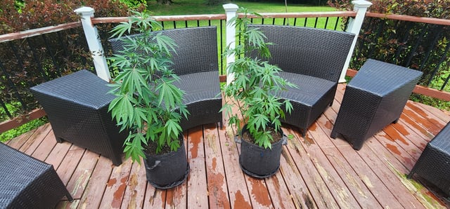 1st grow Dr. Nefario — vegetative, day 79