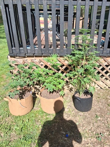First Indoor Grow  — flower, day 55