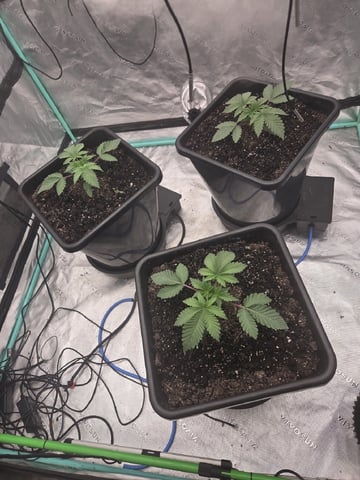 Relentless Genetics Trop Cherry S1 — vegetative, day 2