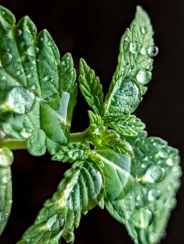 First grow  — seedling_rooting, day 14