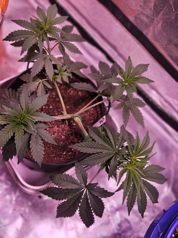 gary poppins — vegetative, day 38