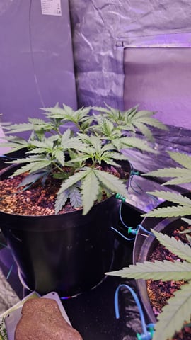 Amnesia Haze Run — vegetative, day 26