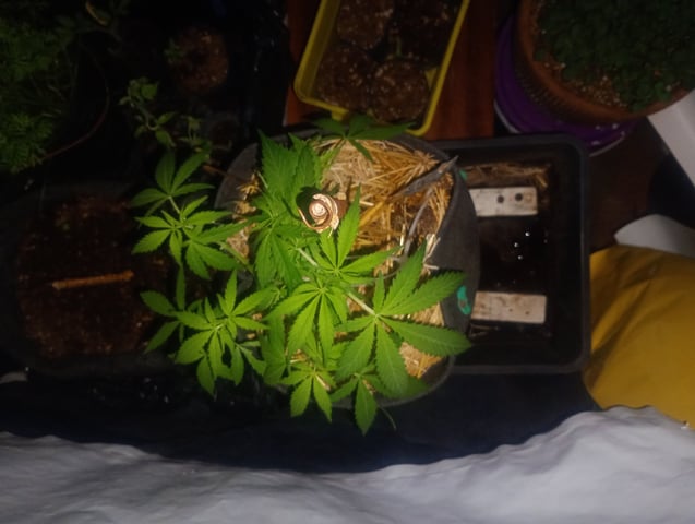 Tia Maria — auto, day 62