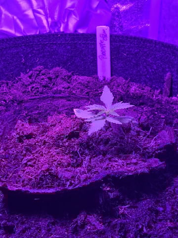 1st Ever Grow — vegetative, day 25