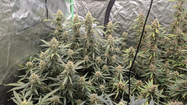 Strawberry Cheesecake Seedsman Seeds Autoflowers x2 — flower, day 83