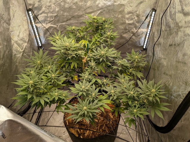 White Widow? — flower, day 40