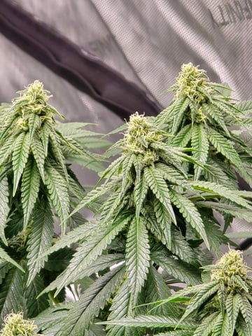 Homegrown - 🍒 🥧 & GSC Auto, 🚀 Seeds 🍌 Buttercups  — flower, day 56