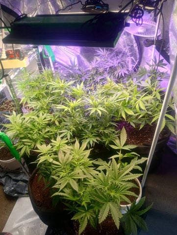  auto mixed pack indoor attempt #1 — flower, day 52