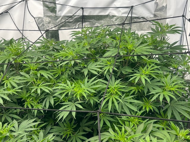 zunami s1 grounded genetics  — vegetative, day 37