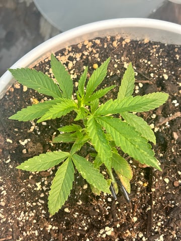 First ever grow — vegetative, day 35
