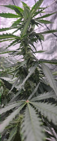 DeathStar, Grease Monkey, Goat Latto, Northern Lights — flower, day 81