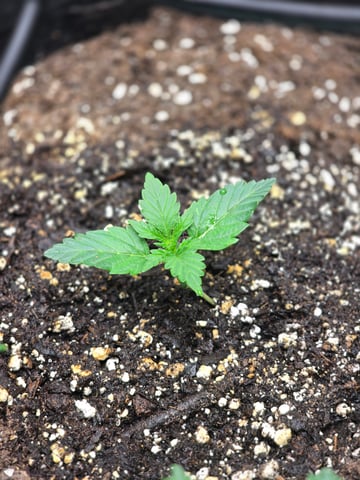 Purple Haze  — vegetative, day 41