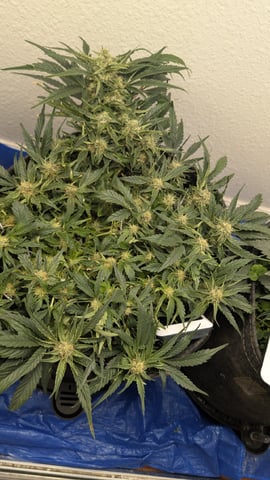 mephisto winter 2026 — flower, day 52