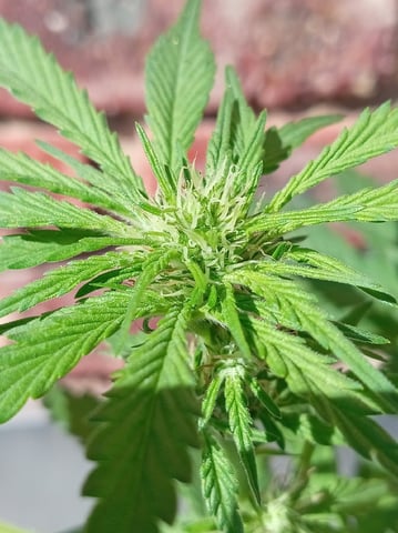 Strawberry Banana Auto  — flower, day 110