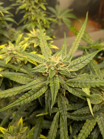 first grow — flower, day 110