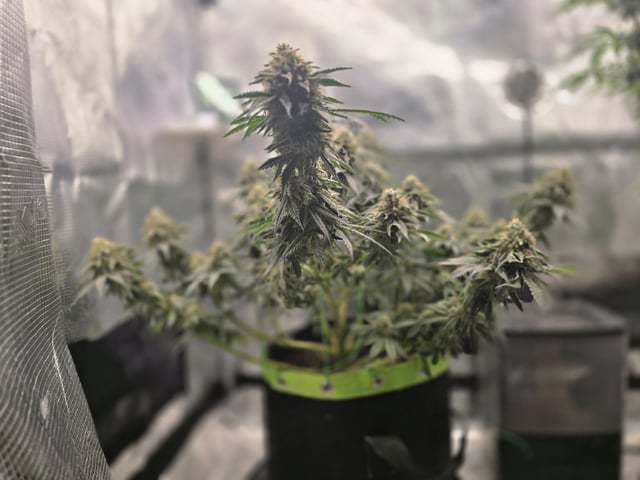  1 Blue Zushi x Venom & 1 Jack Here x Strawberry Cookies OG — flower, day 84