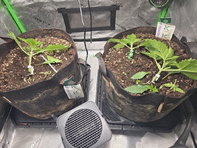 White Widow + Papaya Bomb — vegetative, day 19