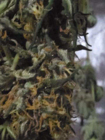 Purple Haze  — harvest, day 94