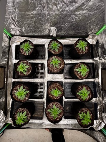 Pink Passion Fruit — vegetative, day 20