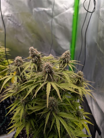 Titan F1 grow  — flower, day 73