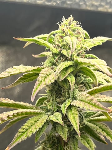 Humboldt Chicken N Wafflez — flower, day 81