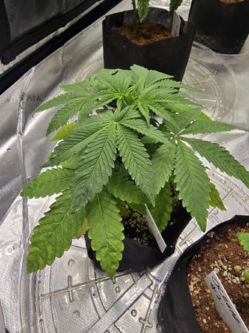 Oceanz 16 — vegetative, day 19