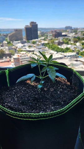 Royal Highness — vegetative, day 28