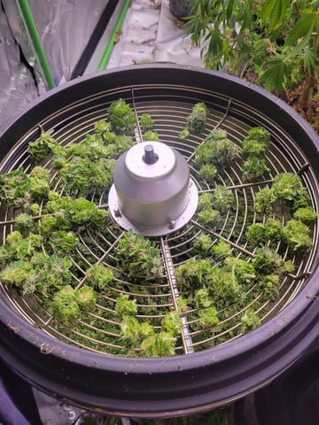 clones — harvest, day 88