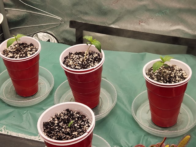 Mephisto's Flava Flav (Grape Crush x Guava Fig) — seedling_rooting, day 10