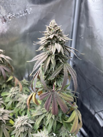 BloodMoon Gelato — flower, day 110