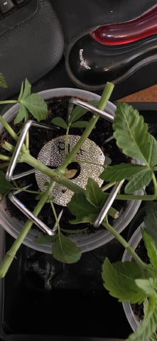 Girl Scout Cookies  — vegetative, day 40