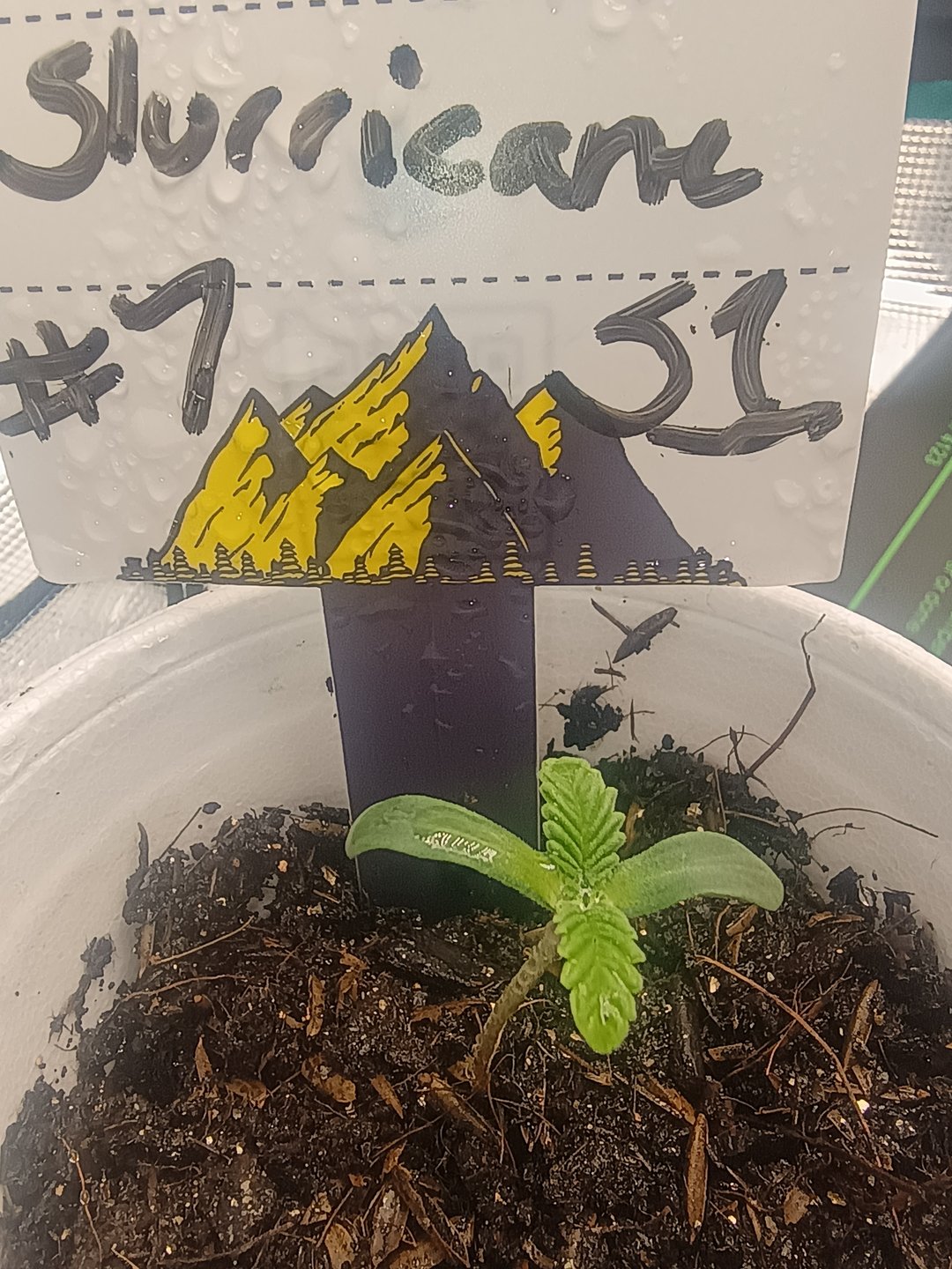 lil Slurry, first grow