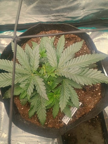lil Slurry, first grow — vegetative, day 25