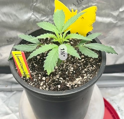 2025 Grow 1 — vegetative, day 1