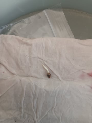 Critical Purple Kush — seedling_rooting, day 4