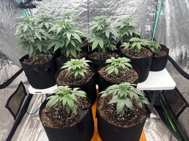 PKB remix/PotG — vegetative, day 46