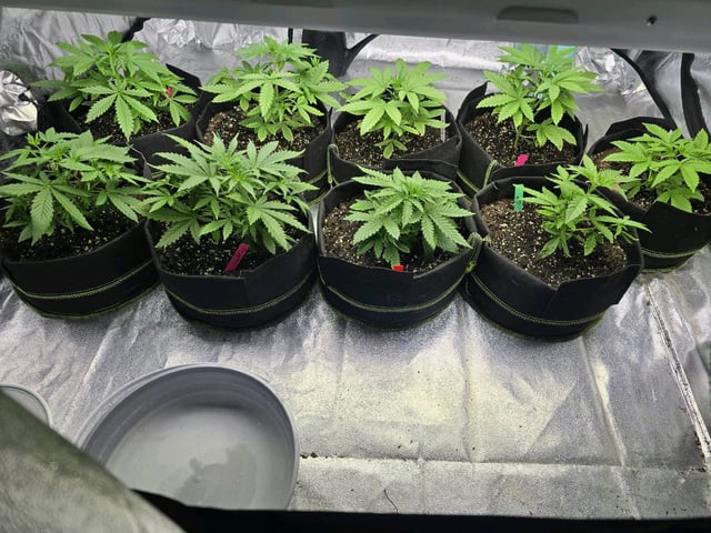 3rd Auto Grow — vegetative, day 44